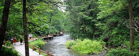 Forest Park Portland, Oregon