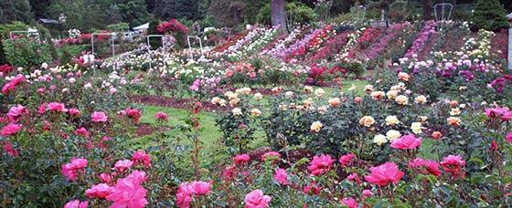 Portland Rose Garden