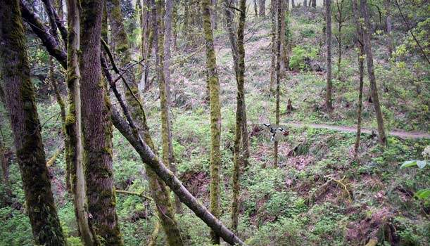 Mountain Biking Paths in Portland, Oregon Forest Park